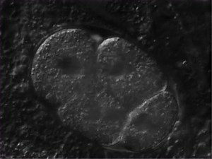 Development and Reproduction of Caenorhabditis elegans