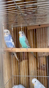 Parakeet’s are a delight, they are beautiful. #parakeets #birds #delight | A Taste of Joy - Pinay Hustler