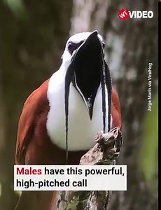 16K views · 203 reactions | The call can be heard from more than a kilometer away. | WTVideo | Facebook