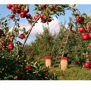 [Hot Item] The Chemical Formula for Food Grade Magnesium Sulfate Heptahydrate Is Mgso4.7H2O 10034-99-8