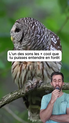 L’hibou est un oiseau fascinant #animaux #hibou #oiseau