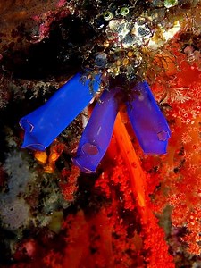 Sea Squirt