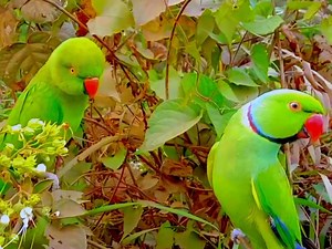 parakeet talking/ so beautiful female toking/ parrots | BIRD 24 | Facebook