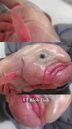 Blob Fish Ugliest fish #Science #sciencefacts #viral | Vigyan baba