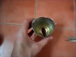 12 Top Pet Safe Roach Killer & Repellent 2023 - Pest Survival Guide