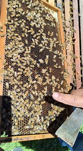 Male honey bees are called drones, they don't sting, nakareserve iyon for mating, matured drones ay matcho at nanginginig pag e press ng kunti. #alrightvibes #katapey | Alright Vibes