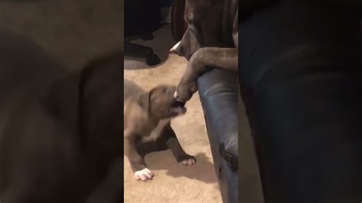 Adorable and relentless puppy rolls over trying to get mom’s attention