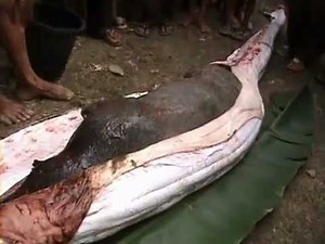 Python Eats Pig Alive.