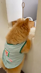 46K views · 3.5K reactions | ពួកយើងបើកហាងរាល់ថ្ងៃណាបងៗ  ☎️060900950 ហាងអូនៗនៅក្រោយសាលាបឋមសិក្សាទួលគោក ទីតាំង https://maps.app.goo.gl/r2StBWTVKDVYT2Vd9?g_st=com.google.maps. #crystal #crystalthehusky #siberianhusky #doggocafetoulkork | Doggo Café - ឆ្កែកាហ្វេ by dog lovers | Facebook