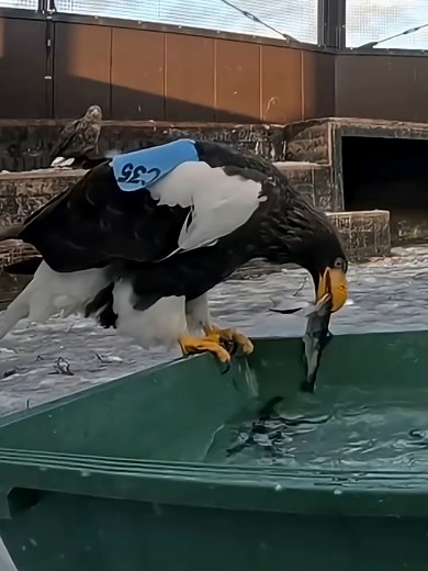 Eagle 🦅💕#bird #motherbird #nature