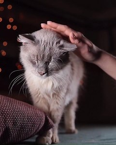 1.8K views · 366 reactions | Мррррчащий #экопарк_развивает! Как,...