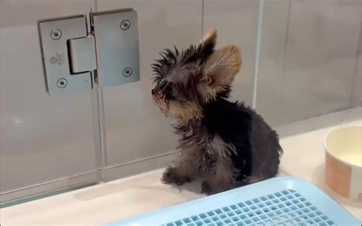 橘子味的夏天～/参加同学聚会/学化妆/跳舞/瑜伽/旅行/