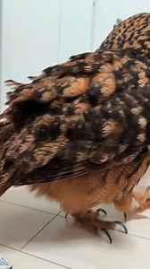 17K views · 835 reactions | Opening doors smart owl  #owl #owls #birds #owlsofinstagram #nature #bird #owllover #art #wildlife #owlstagram #owllovers #birdsofinstagram #owllove #owlobsession #naturephotography #wildlifephotography #owlart #birdphotography #animals #photography #owltattoo #barnowl #handmade #birdsofprey #owlphotography #owleyes #eule #best #owlsome #love | Smart Skills | Facebook