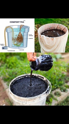 5.1K views · 23 reactions | Creating the Ultimate Homemade Compost Tea for Your Plants  | GreenThumb Tips & Tricks | Facebook