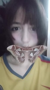 #rothschildia #moth #entomology #weird #bugtok | moths