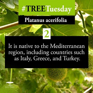 Our #TreeTuesday for the week is the Platanus acerifolia. It is commonly known as the Maple-leaved Plane or London Plane in English. The Platanus acerifolia is known for its large, palmate leaves that closely resemble those of a maple tree, hence its common name. The leaves are typically deep green in colour, adding a touch of elegance to the tree's overall appearance. The Platanus acerifolia tree boasts a robust trunk with a distinct mottled bark that peels off in patches, revealing shades of c