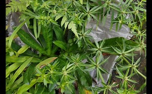 自养植物，一片绿意盎然