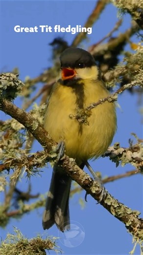 This baby Great Tit could be the cutest bird ever #wildlife