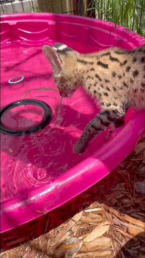 Serval cat playing in the pool #serval #cat #playtime #animalrescue | The CARE Foundation