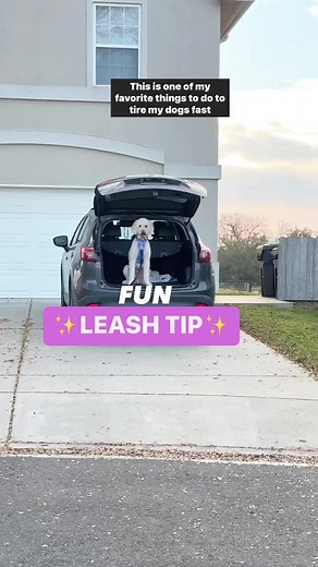 Training multiple dogs can be SO hard, but I’ve been having fun finding new ways to work them at the same time!👇Makes my life easier & presents new challenges for my wild monkeys 🙈 Think your dog would do well with this? 🤔 #dogmomtips #dogtips #dogtraining #newpuppy #puppytips #puppymom #leashtraining #leashtips #walkingdogs #dogmomsofinstagram | Rachel Fusaro