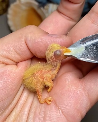 Hand feeding cute baby birds! | Simple Life
