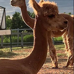 The Golden Hour on PEI... absolutely stunning. 🌅 * #pei #alpaca #alpacas #alpacasofinstagram #alpacafarm #greengablealpacas #goldenhour #instadaily #iphonography | Green Gable Alpacas