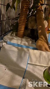 64K views · 5K reactions | Violet and Crumble  are officially room mates, and they are both thrilled to have a mate to do zoomies and wrestle with 祿‍♀️. Crumble is a bit of a 5 stage clinger, but Violet doesn't mind too much 藍 Little cutie patooties  #Besties #bff #koala #koalajoey #zoomies #rescue | Southern Koala and Echidna Rescue Ltd | Facebook