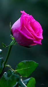 Pink Roses #roses | Roses