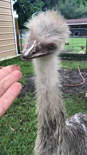 Attacked! #sendit #foryou #mean #bigbird #animals #viral #animalchallenge #petchallenge #farmlife