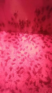 2.7K views · 11 reactions | Crickets are here! #breamfishing #crickets #livebait #getoutandfish #AllGloryToGod #1john5v5 | Winstead Bait Shop | Facebook