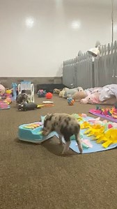 AZ Micro Mini Pigs on Reels