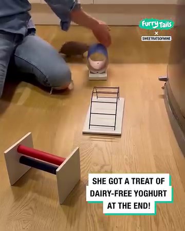 177K views · 4.8K reactions | She smashed this obstacle course!  | Furry Tails | Facebook