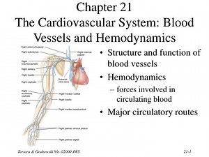 Chapter 21 The Cardiovascular System: Blood Vessels and Hemodynamics - SlideServe