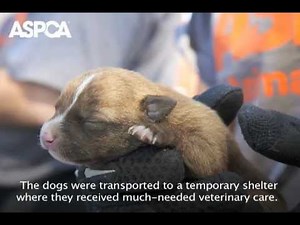 ASPCA Raids AR Puppy Mill, Rescues 175 Small Dogs