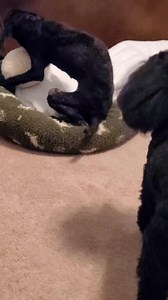 Florida Poodle Rescue on Reels