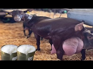 10 Kg Day Milking Alpine Goat || World Highest Milking Goat || Documentary
