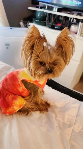 Angry daisy #angrybirds #angrydog #yorkie #yorkiesofinstagram #yorkies #yorkielove #yorkiegram #yorkielife #yorkiepoo #yorkiepuppy #yorkiesofficial #yorkiesofig #yorkielovers #pawlover #animallover #mydog #YorkieOfTheDay #yorkiegram101 #yorkiemix #yorkiefamous #yorkienation #yorkieofinstagram #yorkielover #yorkiemommy #yorkiemom #yorkiemoments #yorkiemodel #yorkiemodels #yorkiemodeling * @pawplanetusa for custom made dog harnesses @fitwarm_pet_apparel for dress use code Daisy20 for 20% off @cust