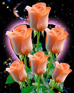 For you | Roses