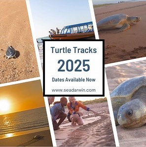 2.2K views · 13 reactions |  2025 Turtle Tracks Dates Available...