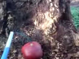 Demonstrating The Properties Of Hexamethylene triperoxide diamine (HMTD)