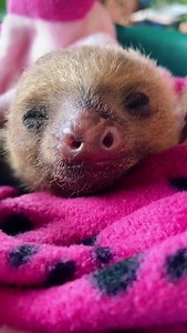 3.2K views · 650 reactions | Omg so cute! 殮殺 | I Love Sloths | Facebook