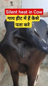 How to detect estrus in cow _ silent heat _ Symptoms of estrus ! Dr Ashwani Bassan #drashwanibassan #vetguruji #drumarkhan #veterinary #veterinarian #viralfbreels #virals #heat | Vet Guruji
