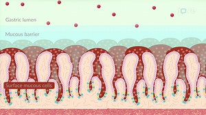 Video: Drug Absorption: Factors Affecting GI Absorption