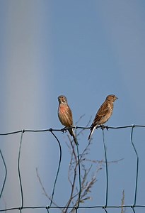 Couple de Linottes mélodieuses 🌾🐦🎶💕🙂 La Linotte mélodieuse est un oiseau commun présent dans toute la Wallonie, dans les milieux ouverts avec haies, buissons et arbres épars. Elle connait un déclin, causé par l'évolution de l'agriculture qui réduit les ressources en nourriture. Les semis de caméline et de millet, réalisés dans le cadre des mesures agro-environnementales, semblent appréciés par cette espèce qui y trouve la nourriture dont elle a besoin durant l'hiver. La Linotte mélodieuse a