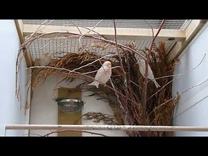 British Finch mutations