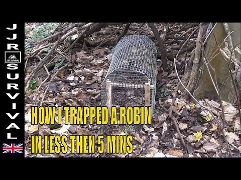 How To Trap A Robin (Accidentally)