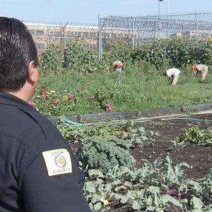 160K views · 1.3K reactions | A garden inside of this jail is taken care of ENTIRELY by inmates. | Localish | Facebook