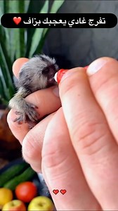 6.5K views · 10K reactions | فيديو روعة غادية تعجبكم ❤️ | RUBY RUBY | Facebook