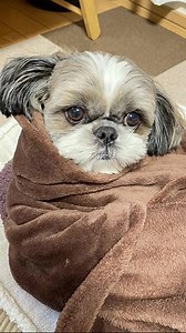 263K views · 13K reactions | POV: you are the coziest Shih Tzu in the house 癩 | Shih Tzu Love | Facebook