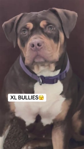 realnemo_dory on TikTok